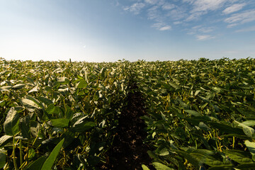 Open soybean field at sunset.
