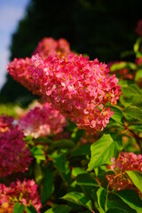 Hydrangea paniculata - Beautiful bush of hydrangea flowers in a garden.- a genus of shrubs from the hydrangea family