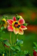 Dahlia, georginia and insect - Beautiful dahlia flower in the garden