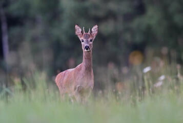 Portrait of a beautifuul young roebuct standing on the medow. Capreolus capreolus.