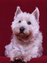 Westie. Portrai of a West Highland White terrier with red background