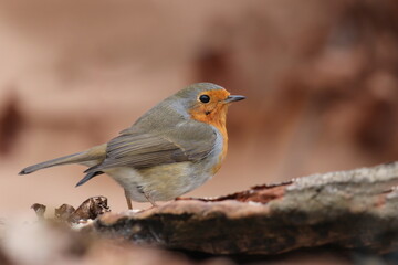 Photo of European robin (Erithacus rubecula) sits on a stump. Detailed and bright portrait. Autumn landscape with a song bird. Erithacus rubecula. Wildlife scene from nature