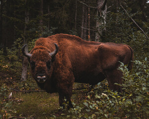 Bison