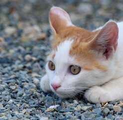 Weißes Katzenjunges mit roten Ohren auf Erkundungstour