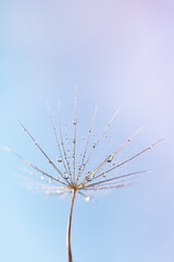 Dew water drop on dandelion seed, macrophotography. Fluffy dandelion seed with beautiful raindrop, soft selective focus.