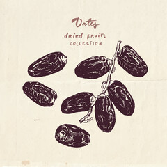 Hand drawn illustration of dried date fruits, vintage drawing collection - 452447650