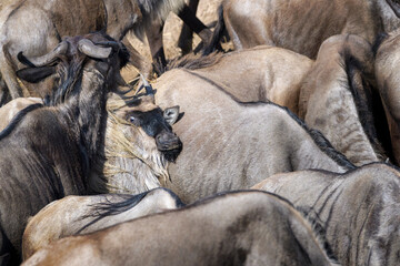 Blue wildebeest, brindled gnu (Connochaetes taurinus) herd crossing the Mara river during the great migration, Serengeti national park, Tanzania.