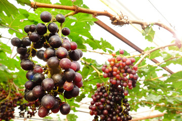 Red ripe grapes in the garden 