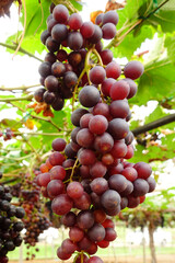 Red ripe grapes in the garden 