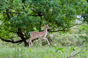 Fallow deer - damhert (Dama Dama)