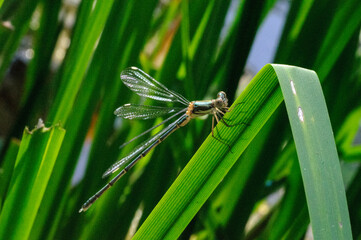 Willow Emerald Damselfly on Reed / Groene Glazenmaker Juffer op Riet