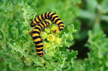 caterpillar on leaf
