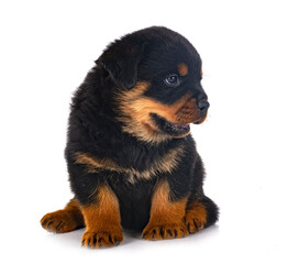 puppy rottweiler in studio