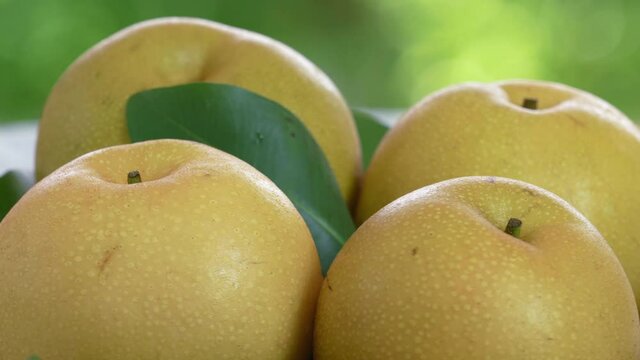 Fresh Snow pear fruit  on blurred greenery background, Fresh Japanese Kumamoto pear fruit  on natural farm.