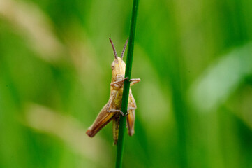 grasshopper on the grass