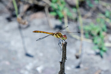 Dragonfly on a tree branch in the forest. Dragonfly in its natural habitat.
