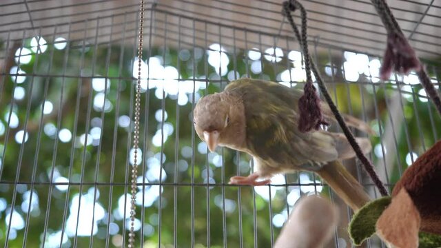 Green-cheeked parakeet or green-cheeked conure is perched on the cage.