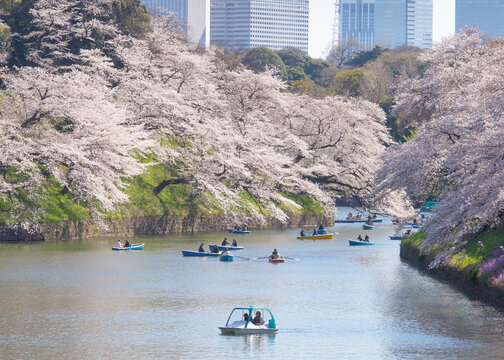 満開の桜並木の千鳥ヶ淵でボートを楽しむ人々　東京都