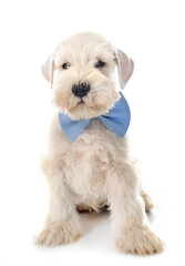 puppy miniature schnauzer in studio
