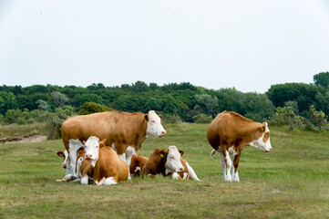 Fototapeta na wymiar cows on a meadow - koeien