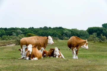 Foto auf Alu-Dibond cows on a meadow - koeien © Nora