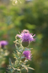 Beautiful pink flower on a background of greenery. Background, texture. Thistle thistle