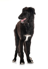 young borzoi in studio
