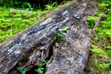 An old boat hollowed out of wood