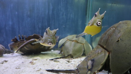 Horseshoe Crab and Long horned cowfish swimming in the aquarium tank design for watching concept