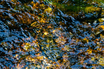 Small and fast stream in the old forest. 