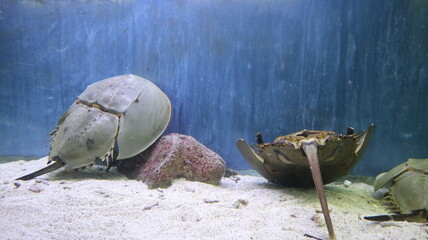 Horseshoe Crab swimming in the aquarium tank design for watching concept