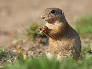 Naklejka na ściany i meble European ground squirrel eat on green meadow, Spermophilus citellus