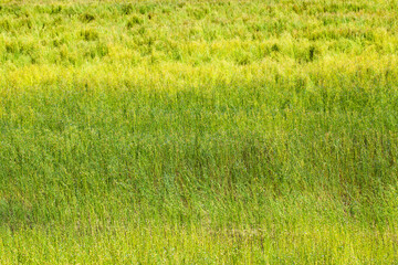 Obraz na płótnie Canvas green flax ready for harvesting