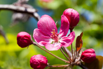 flowers are grown for landscaping