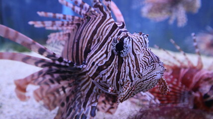 zebra fish is growing and swimming underwater world in the aquatic tank design for fantasy and elegant wildlife concept