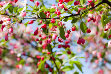 Obraz na płótnie Canvas red cherry blossom in spring