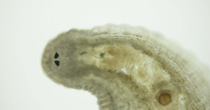 Leech family Glossiphoniidae under a microscope. Possibly species Helobdella stagnalis. The work of internal organs and one pair of eyes, dorsal plate is visible