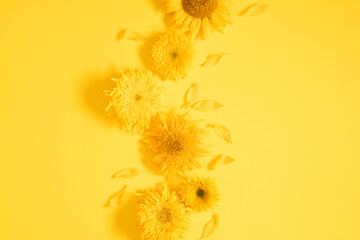 Yellow sunflowers on yellow background. Yellow background with flowers. Flat lay, top view, copy space