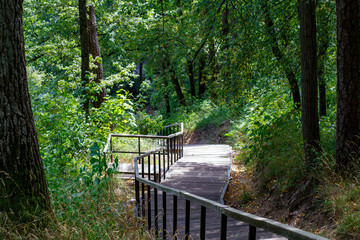 Obraz premium Wooden steps, stairs. In the park. Walking path to the hill between the trees. 
