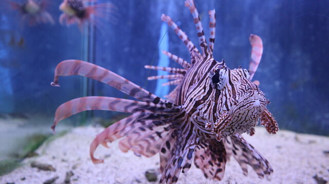 zebra fish is growing and swimming underwater world in the aquatic tank design for fantasy and elegant wildlife concept
