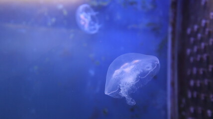 Naklejka na ściany i meble little jelly fish snorkeling in the aquarium design for relaxation and elegant concept