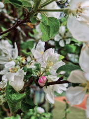 apple tree flowers