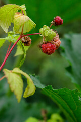 rasberry on a bush