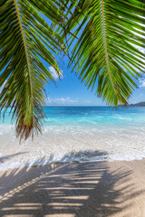 The leaves of palm trees and shadow on Sunny tropical beach.  Summer vacation and tropical beach background concept. 