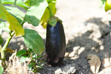 Ripe eggplant growing in the garden