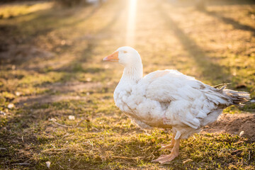 old white goose portait in sunlight on nature outdoor