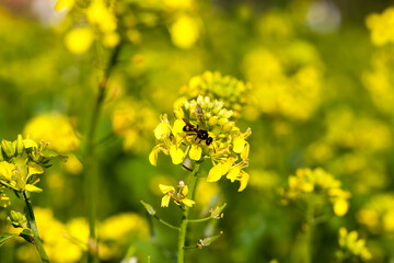 mustard flowers in the spring season