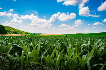 Corn fields in the hungarian countryside in summer