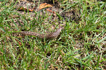 Tigerschnecke
