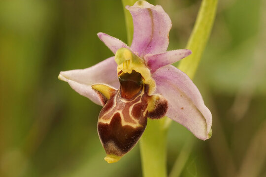 Closeup on the pink flower of the woodcock bee orchid, Ophrys scolopax in a meadwon in Gard, France